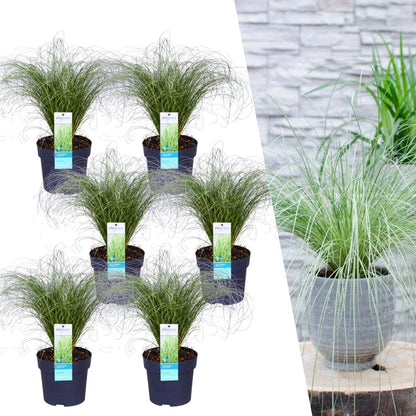 Buitenplant 6x Carex comans 'Frosted Curls' - Pot Ø 14cm Hoogte ↕ 25cm