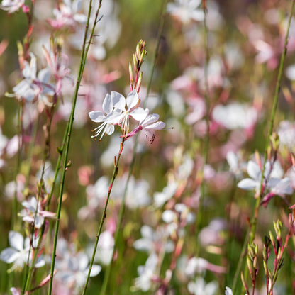 Buitenplant 48x Gaura l. 'Whirling Butterflies' - Bloeiend - Pot Ø 9cm Hoogte ↕ 10-25cm
