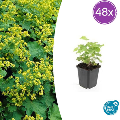 Buitenplant 48x Alchemilla mollis - Bloeiend - Pot Ø 9cm Hoogte ↕ 10-25cm