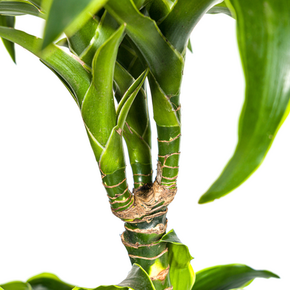 Kamerplant - Dracaena Deremensis Dorado - Pot Ø 24cm Hoogte ↕ 120-140cm