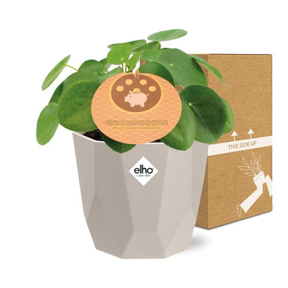 Kamerplant - Pilea Peperomioides - Inclusief sierpot - Pot Ø 12cm