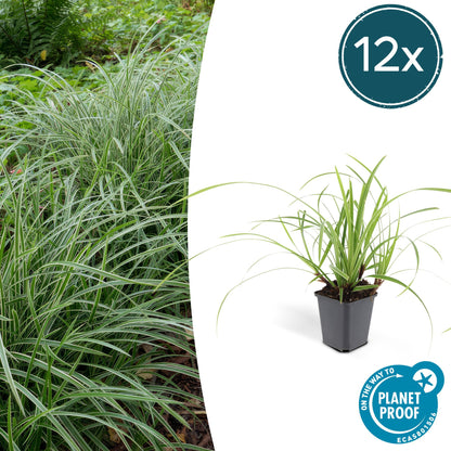 Buitenplant 12x Carex morrowii 'Ice Dance' - Pot Ø 9cm Hoogte ↕ 10-25cm