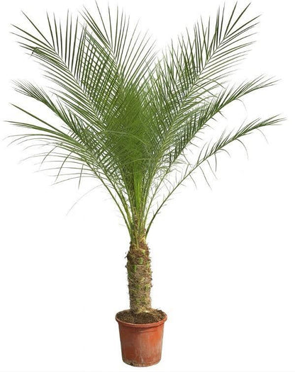 XL kamerplant - Phoenix Roebelenii op stam - Hoogte ↕ 210cm