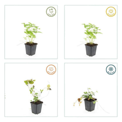 Buitenplant 48x Fragaria vesca - Bloeiend - Pot Ø 9cm Hoogte ↕ 10-25cm