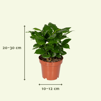 Kamerplant 5x Verrassingsbox - Pot Ø 12cm Hoogte ↕ 25cm