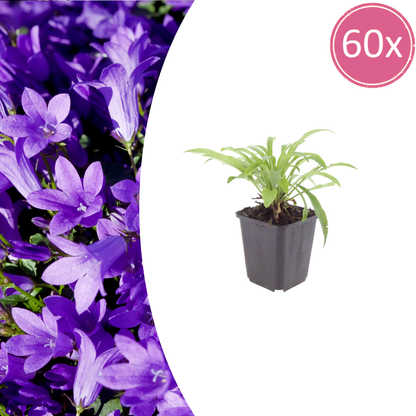 Buitenplant 60x Campanula pers. 'Coerulea' - Bloeiend - Pot Ø 9cm Hoogte ↕ 10-25cm