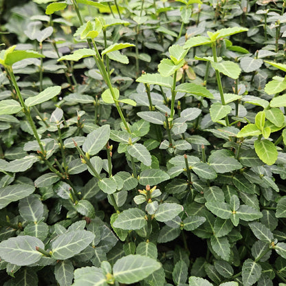 Buitenplant 12x Euonymus fortunei radicans - Pot Ø 9cm Hoogte ↕ 10-25cm