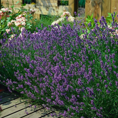 Buitenplant 6x Lavandula 'Munstead' - Bloeiend - Aromatisch