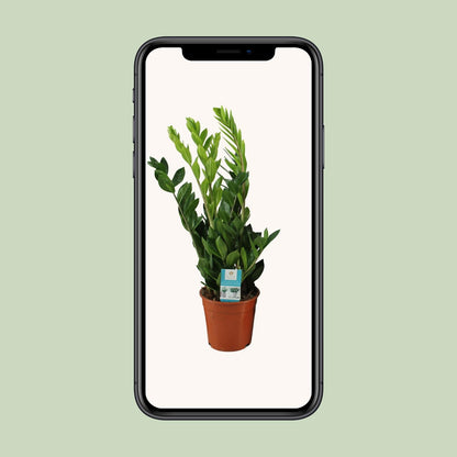 Kamerplant - Zamioculcas Zamiifolia - Pot Ø 17cm Hoogte ↕ 65cm