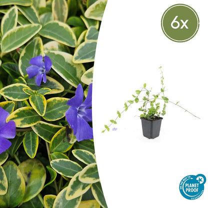 Buitenplant 6x Vinca minor 'Blue and Gold' - Bodembedekker - Pot Ø 9cm Hoogte ↕ 10-25cm