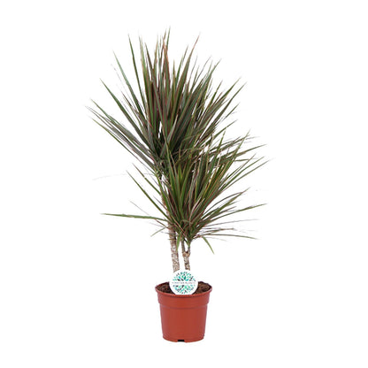 Kamerplant - Dracaena Bicolor - Pot Ø 17cm Hoogte ↕ 75cm