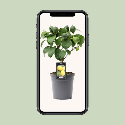 Kamerplant - Citrus Lemon op Stam - Pot Ø 15cm Hoogte ↕ 35cm