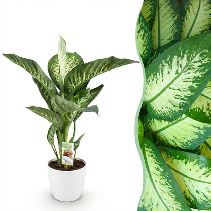 Kamerplant - Dieffenbachia Tropic Snow - Pot Ø 21cm Hoogte ↕ 90-100cm