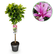 Buitenplant - Magnolia Susan op Stam - Winterhard - Pot Ø 19cm Hoogte ↕ 90cm