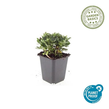 Buitenplant 48x Potentilla tridentata 'Nuuk' - Bloeiend - Pot Ø 9cm Hoogte ↕ 10-25cm