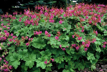 Buitenplant 60x Geranium macrorrhizum 'Czakor' - Bloeiend - Pot Ø 9cm Hoogte ↕ 10-25cm