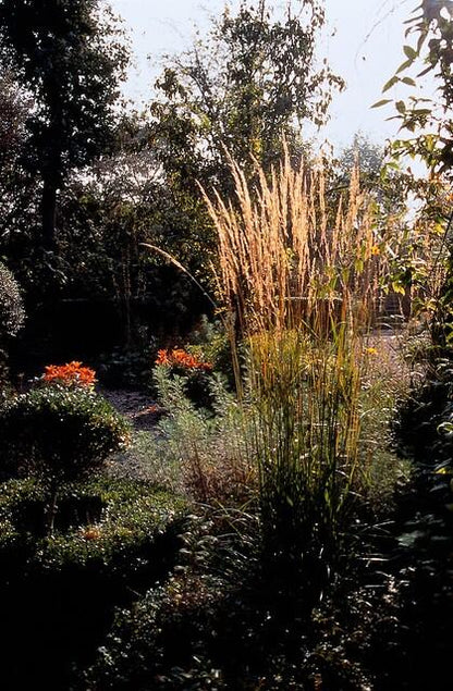 Buitenplant 48x Calamagrostis acut. 'Karl Foerster' - Pot Ø 9cm Hoogte ↕ 10-25cm