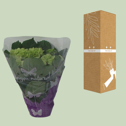 Buitenplant - Hydrangea Wit - Bloeiend - Pot Ø 14cm Hoogte ↕ 35cm