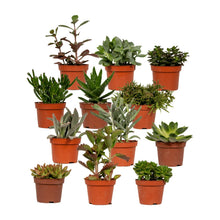 Kamerplant - Succulenten Mix - Pot Ø 10,5cm Hoogte ↕ 12cm