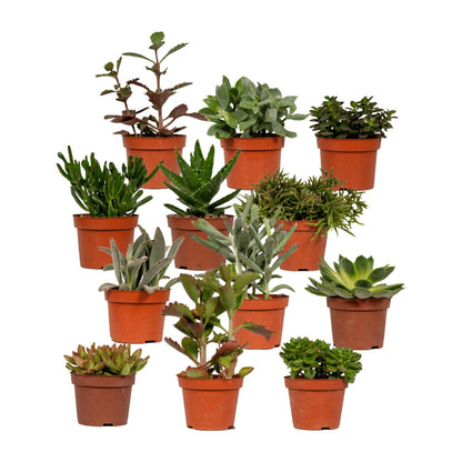 Kamerplant - Succulenten Mix - Pot Ø 10,5cm Hoogte ↕ 12cm