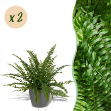 Kamerplant 2x Nephrolepsis exaltata 'Green Lady' - Varen - Pot Ø 12cm Hoogte ↕ 25cm