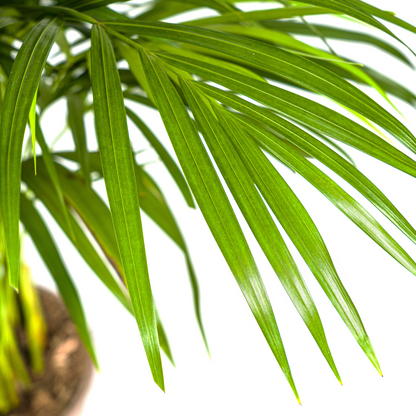 XL kamerplant - Dypsis Areca Lutescens - Pot Ø 21cm Hoogte ↕ 100-120cm