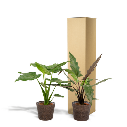 Kamerplant - Alocasia Cucullata + Alocasia Lauterbachiana - Inclusief siermand - Pot Ø 19cm Hoogte ↕ 60-75cm