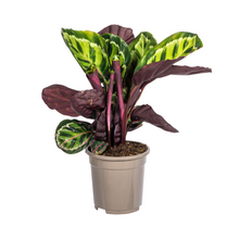 Kamerplant - Calathea Roseopicta - Pot Ø 17cm Hoogte ↕ 40-50cm