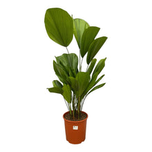 Kamerplant - Licuala Grandis - Pot Ø 19cm Hoogte ↕ 100cm