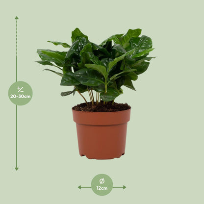 Kamerplant - Coffea Arabica - Pot Ø 12cm Hoogte ↕ 22cm