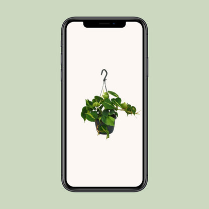 Kamerplant - Philodendron Scandens Brasil - Pot Ø 15cm Hoogte ↕ 35cm