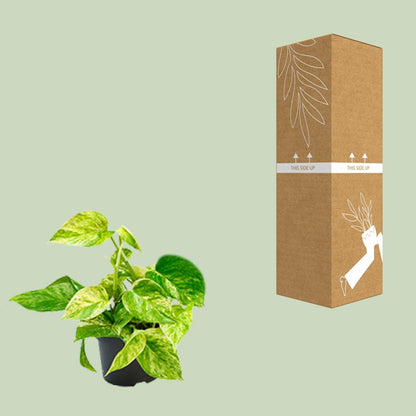 Kamerplant - Epipremnum Marble Queen (Scindapsus) - Pot Ø 15cm Hoogte ↕ 25cm