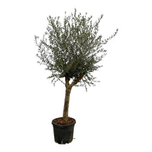XL plant - Olea europaea - Pot Ø 45cm Hoogte ↕ 200cm