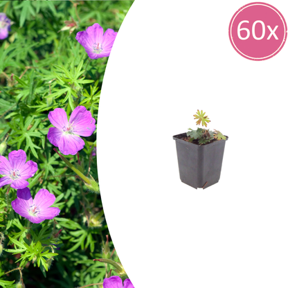 60x Geranium sanguineum - ↕10-25cm - Ø9cm