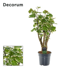 Kamerplant - Polyscias Balfouriana - Pot Ø 17cm Hoogte ↕ 50cm