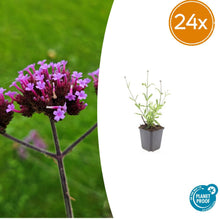 Buitenplant 24x Verbena bon. 'Lollipop' - Bloeiend - Pot Ø 9cm Hoogte ↕ 10-25cm