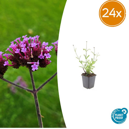 Buitenplant 24x Verbena bon. 'Lollipop' - Bloeiend - Pot Ø 9cm Hoogte ↕ 10-25cm
