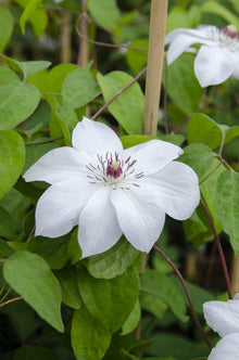 Buitenplant - Clematis Miss Bateman - Wit Bloeiend - Pot Ø 15cm Hoogte ↕ 65cm