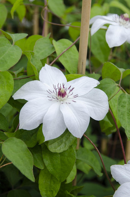 Buitenplant - Clematis Miss Bateman - Wit Bloeiend - Pot Ø 15cm Hoogte ↕ 65cm