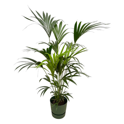XL Kamerplant - Kentia Palm - Pot Ø 30cm Hoogte ↕ 160cm