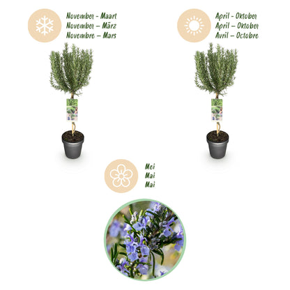 Buitenplant - Rosmarinus officinalis op stam - Winterhard - Pot Ø 19cm Hoogte ↕ 90cm