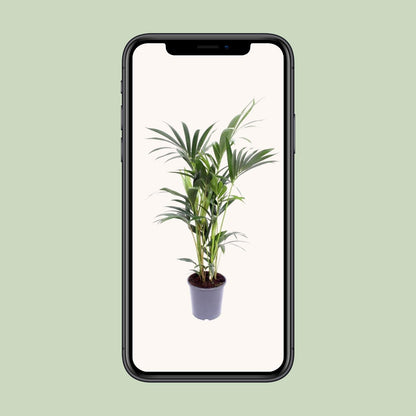 Kamerplant - Howea Forsteriana - Pot Ø 21cm Hoogte ↕ 120cm