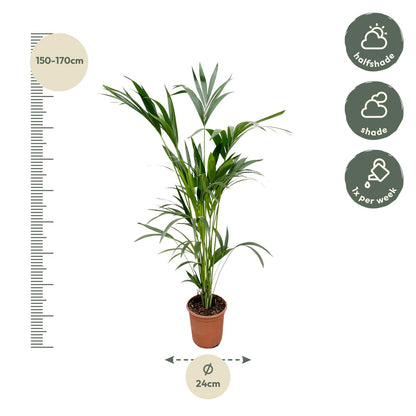 Kamerplant - Kentia Palm - Pot Ø 24cm Hoogte ↕ 160cm