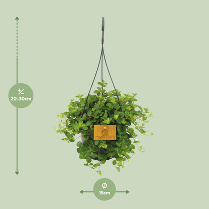 Kamerplant - Peperomia Rotundifolia - Pot Ø 15cm Hoogte ↕ 25cm