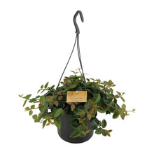 Kamerplant - Peperomia Angulata 'Rocca Scuro' - Pot Ø 15cm Hoogte ↕ 25cm