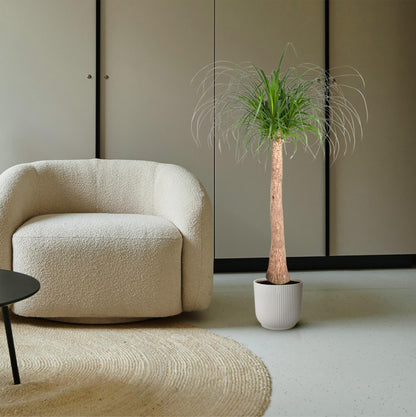 Kamerplant - Beaucarnea stam - Pot Ø 32cm Hoogte ↕ 120cm