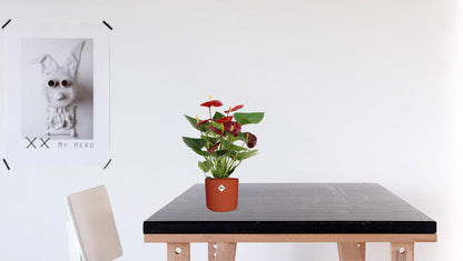 Kamerplant - Anthurium Calon - Pot Ø 12cm Hoogte ↕ 36cm