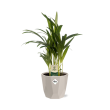 Kamerplant - Dypsis Lutescens (Areca) - Incl. sierpot - Pot Ø 12cm