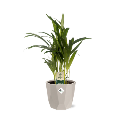 Kamerplant - Dypsis Lutescens (Areca) - Incl. sierpot - Pot Ø 12cm