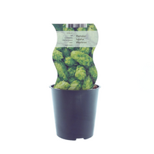 Buitenplant - Humulus lupulus 'Westbrau' (Hop) - Pot Ø 12cm Hoogte ↕ 30cm